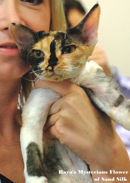 Raya's Mysterious Flower of Sand Silk Devon Rex Calico female